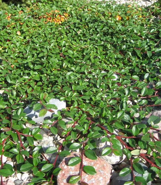 Cotoneaster dammeri 'Major'